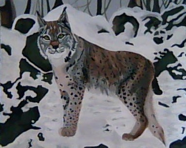 Lynx
