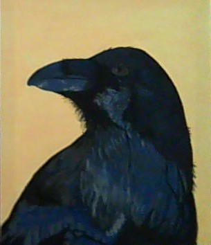 Raven