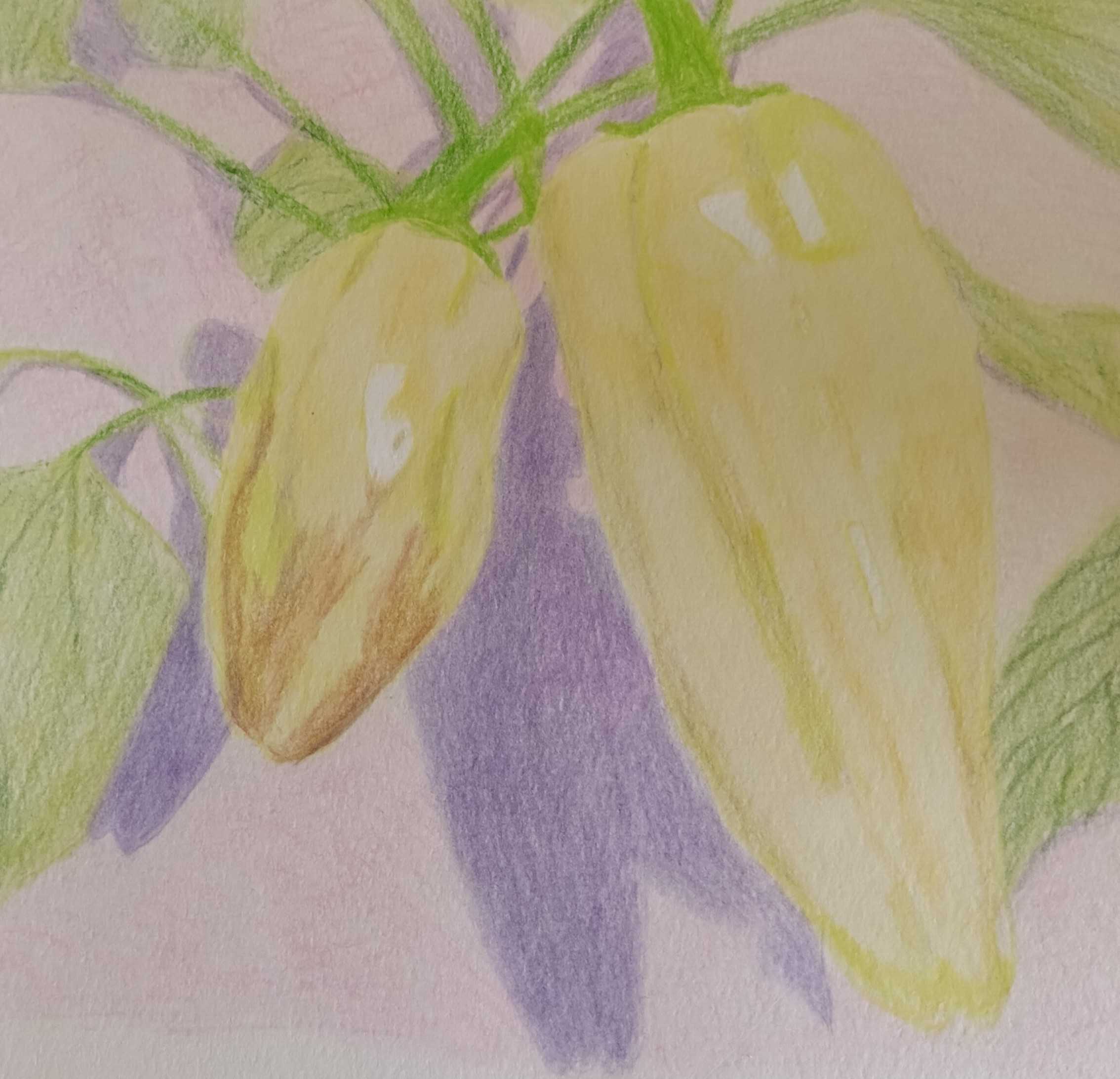 Peppers