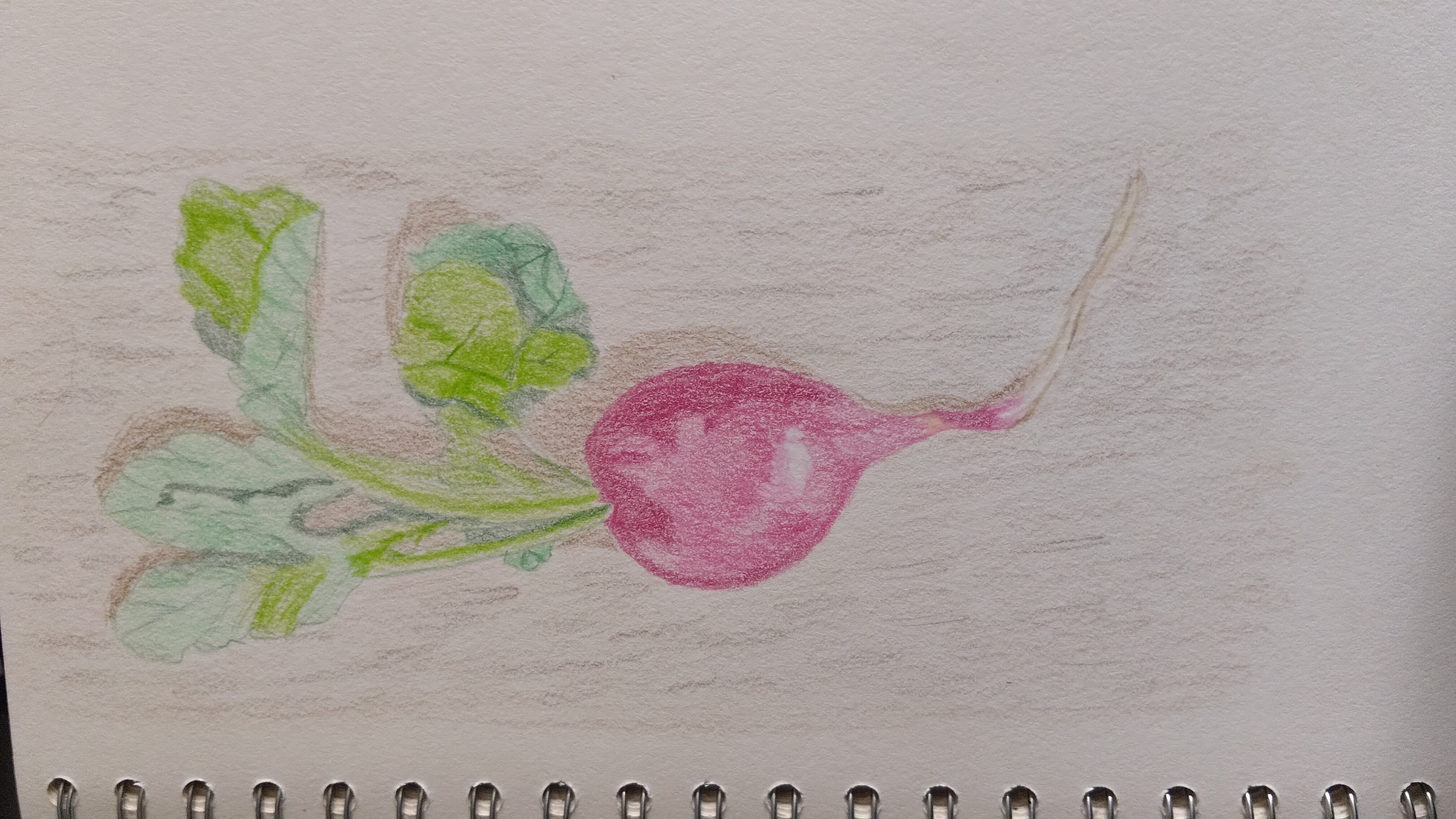 Radish