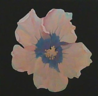 Hibiscus