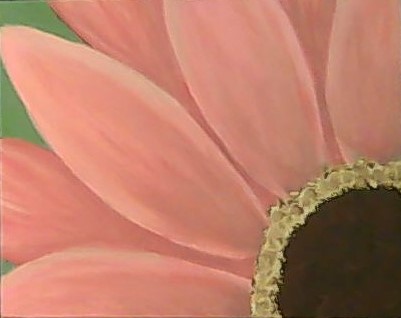 Pink Daisy