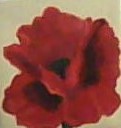 Poppy