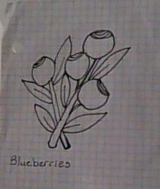 Blueberries